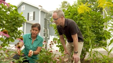 Video thumbnail: Ask This Old House E21 | Echinaceas, Kitchen Punch List | Ask This Old House