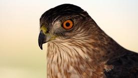 Hawk Migration: asset-mezzanine-16x9