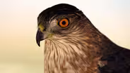 Hawk Migration