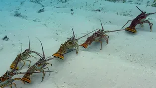 Why Are These Lobsters Doing The Conga?