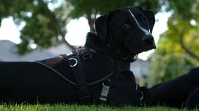 Video thumbnail: CPT12 Presents Freedom Service Dogs