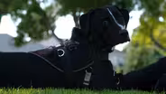 Freedom Service Dogs