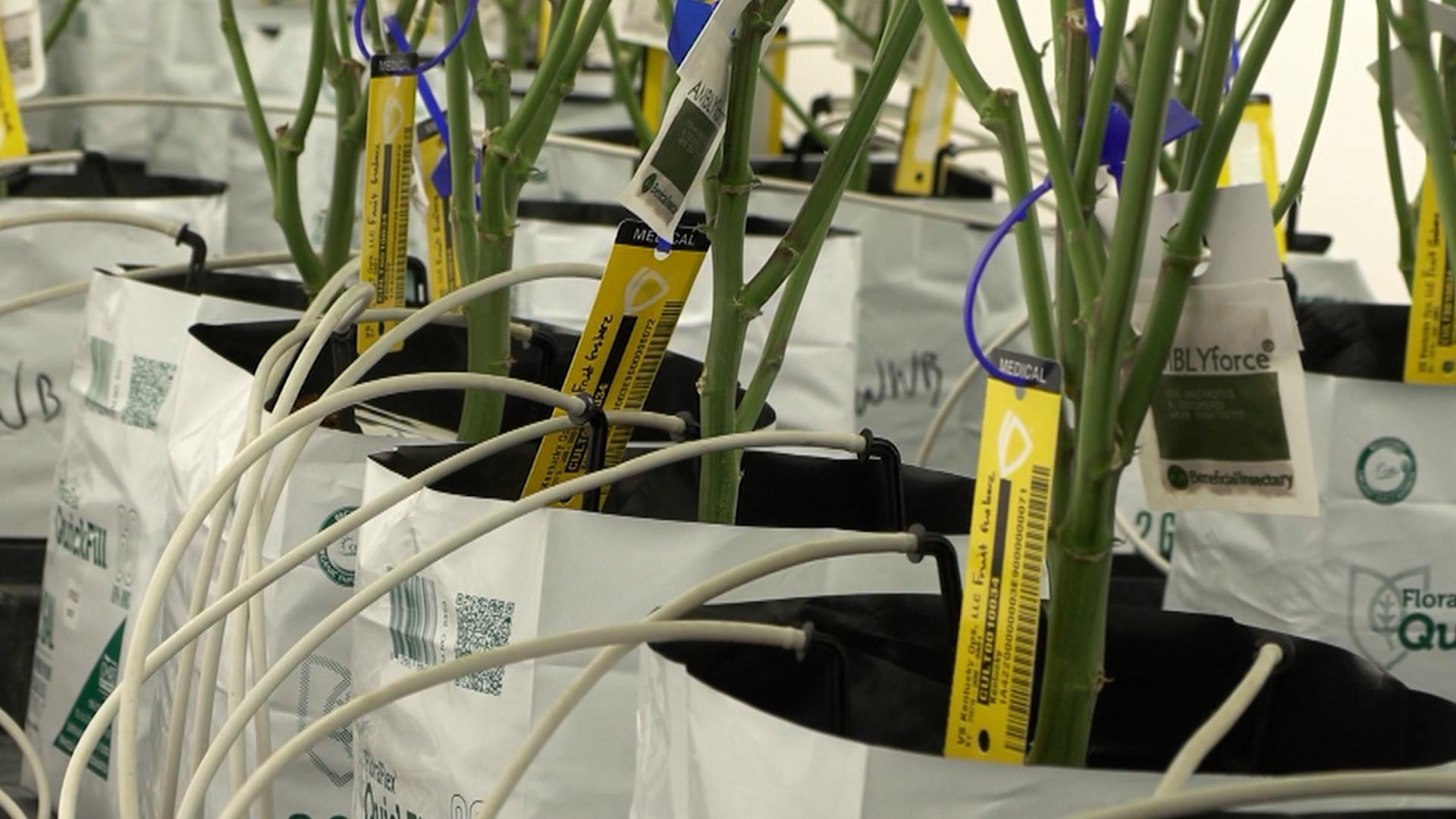 Medical Marijuana Cultivator Cuts Ribbon on New Site