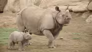 Rhino Crash Course