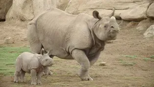 Rhino Crash Course