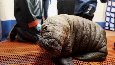 This Tiny Walrus Will Melt Your Heart