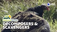 Decomposers and Scavengers