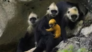 A Mother’s Escape: A Langur’s Dangerous Climb