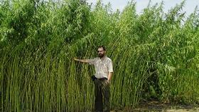 Video thumbnail: Chicago Tonight Will Hemp be Illinois’ Next Billion-Dollar Bumper Crop?