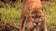 Preview: Unseen Florida- Journeys with Elam Stoltzfus