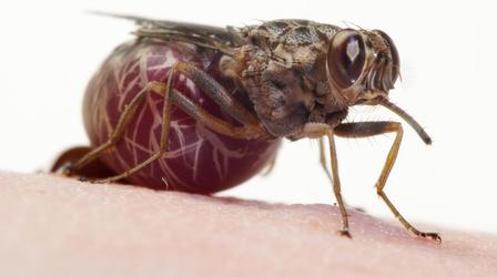 Video thumbnail: Deep Look A Tsetse Fly Births One Enormous Milk-Fed Baby