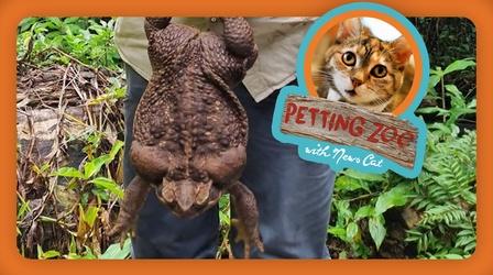 Video thumbnail: NewsDepth Petting Zoo: Toadzilla