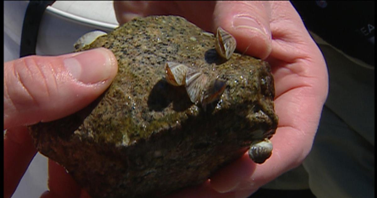 OPB Specials | The Silent Invasion