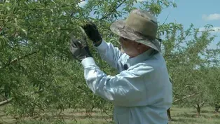 Thinning Fruit Trees