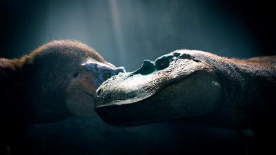 Albertosaurus Matriarch Asserts Dominance