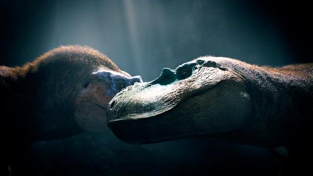 Albertosaurus Matriarch Asserts Dominance