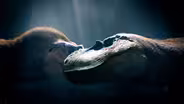 Albertosaurus Matriarch Asserts Dominance
