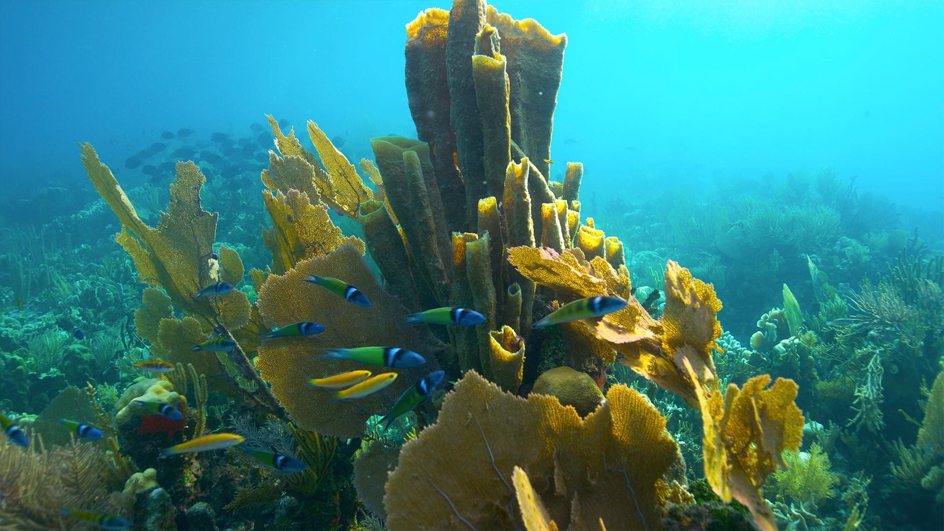 Treasure of the Caribbean, About, Nature