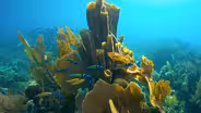 Preview of Treasure of the Caribbean