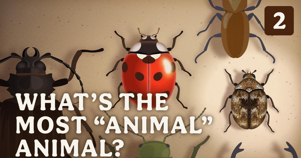 Crash Course Zoology What’s the Most “Animal” Animal? Episode 2 PBS