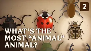 What’s the Most “Animal” Animal?