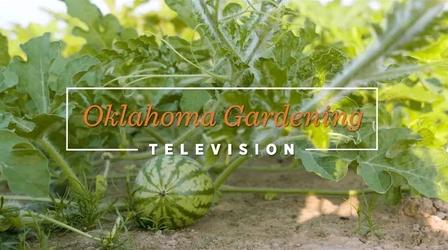 Video thumbnail: Oklahoma Gardening 4931: Spring Gardening on the Best of Oklahoma Gardening