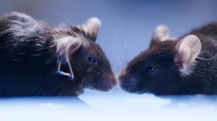 Cannabis Reverses Brain Aging in Mice