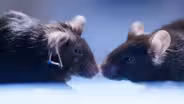 Cannabis Reverses Brain Aging in Mice