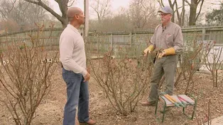 Pruning Roses & Squash