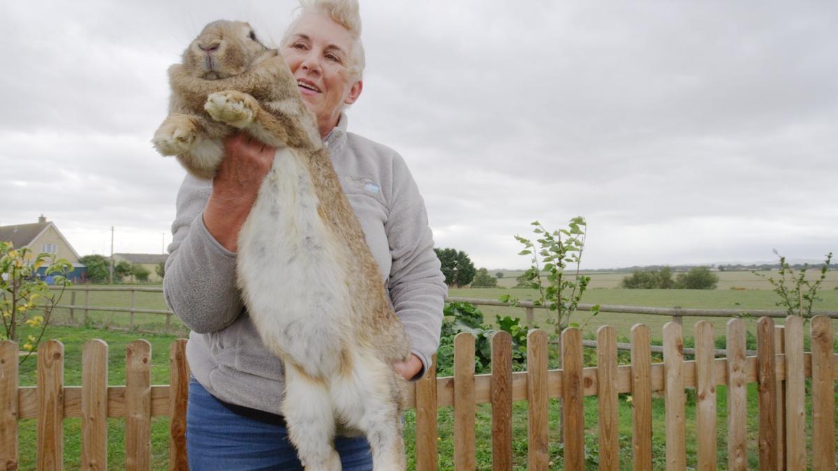 Meet the World's Largest Rabbits Nature THIRTEEN New York Public