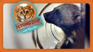 Petting Zoo: Rare Wolverine Captured
