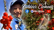 Winterberry Brightens the Landscape