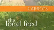 Carrots | Laughing Earth