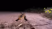 Texas Wild: Centipede