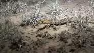 Texas Wild: Bull Snake