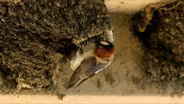 Texas Wild: Cliff Swallows