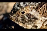 Texas Wild: Texas Horned Lizard