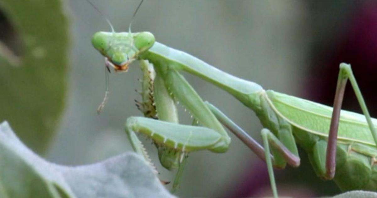 Texas Wild | Texas Wild: Praying Mantis | PBS