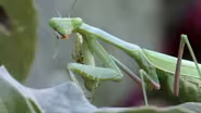 Texas Wild: Praying Mantis