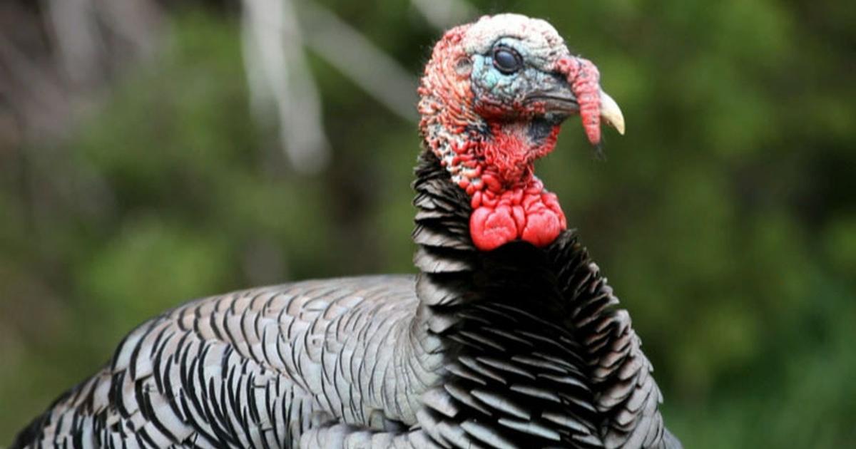 Texas Wild | Wild Turkey | PBS