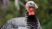 Wild Turkey