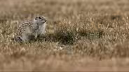 Mexican Ground Squirrel