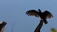 Turkey Vultures