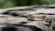 Texas Spotted Whiptail
