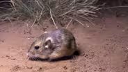 Pocket Mouse