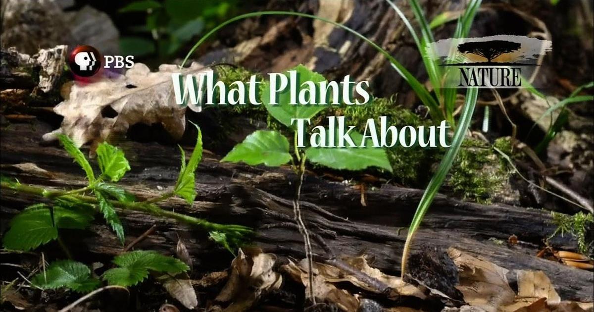 Nature What Plants Talk About Arizona PBS Previews PBS