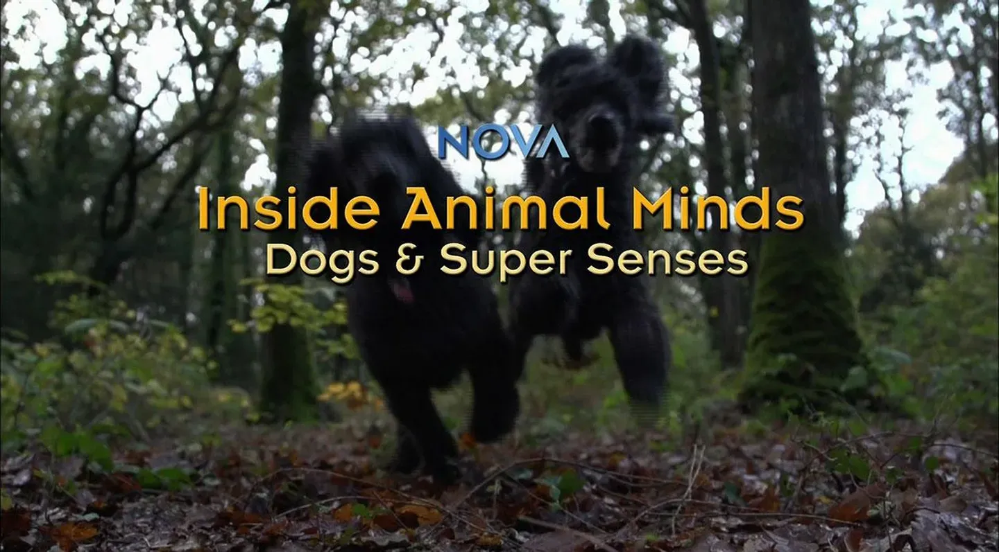 NOVA: Inside Animal Minds - Dogs & Super Senses