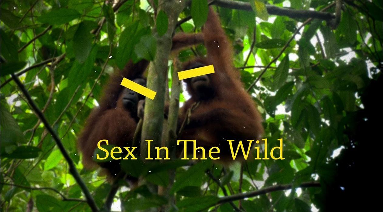 Sex in the Wild: Orangutans