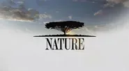 Nature: Meet the Coywolf