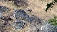 Bighorn Sheep